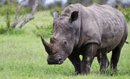 White Rhino